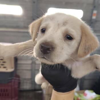 Theo -  Black Mouth Cur and Chow Chow Dog for Adoption in Beulaville, North Carolina - Theo | PetCurious