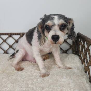 Dash -  Miniature Poodle Dog for Adoption in Fort Wayne, Indiana - Dash | PetCurious