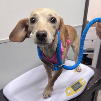 Skye -  Dachshund and Mixed Breed Dog for Adoption in Tampa, Florida - Skye | PetCurious