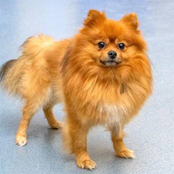 Pomeranian Dogs Available for Adoption in St. Louis, Missouri - FERGIE | PetCurious
