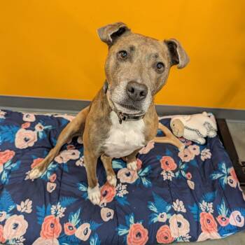 Moose -  Mixed Breed Dog for Adoption in Cape Girardeau, Missouri - Moose | PetCurious