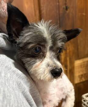 Yorkshire Terrier Dogs Available for Adoption in Dallas, Texas - Rocket | PetCurious