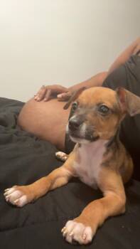 Chihuahua Dogs Available for Adoption in Tallahassee, Florida - Minnie Mouse | PetCurious