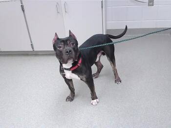 Boxer and Mixed Breed Dogs Available for Adoption - FRY | PetCurious