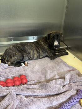 Anna -  Staffordshire Bull Terrier Dog for Adoption in Kalamazoo, Michigan - Anna | PetCurious