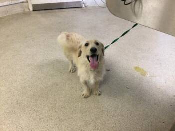 TOBBY -  Terrier Dog for Adoption in Riverside, California - TOBBY | PetCurious