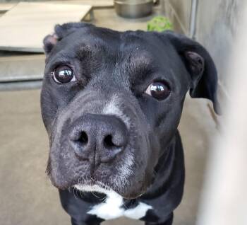 Rescue Pit Bull Terrier and Boxer Dogs for Adoption in Ventura, California - Jazz | PetCurious