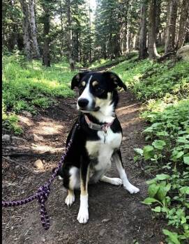 Rescue Border Collie Dogs for Adoption in Lucas, Texas - Izzy #408 | PetCurious