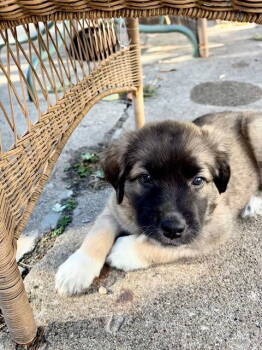 Rescue Labrador Retriever and Collie Dogs for Adoption in Hillside, Illinois - Oak Leaf | PetCurious