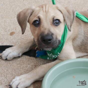 Astero -  Australian Cattle Dog Blue Heeler Dog for Adoption in Washington, District Of Columbia - Astero | PetCurious