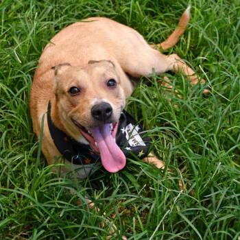 Fletcher -  Shepherd and Mixed Breed Dog for Adoption in Beaumont, Texas - Fletcher | PetCurious