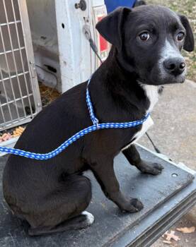 Labrador Retriever Dogs Available for Adoption - Remi | PetCurious