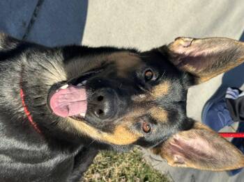 German Shepherd Dog Dogs Available for Adoption - Gia | PetCurious