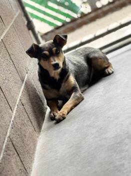 Bindi -  Chihuahua Dog for Adoption in Las Vegas, New Mexico - Bindi | PetCurious