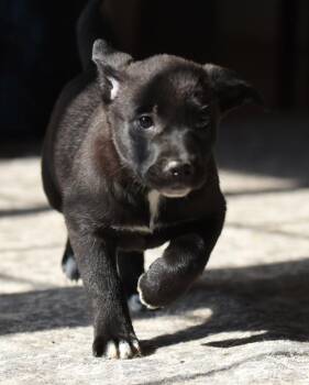 Pit Bull Terrier Dogs Available for Adoption - India | PetCurious