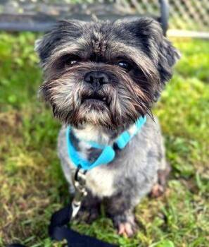 Emo -  Shih Tzu Dog for Adoption in Bedford Hills, New York - Emo | PetCurious