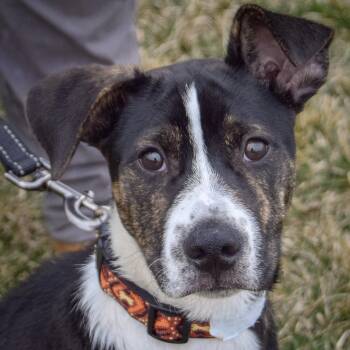 Cattle Dog and German Shepherd Dog Dogs Available for Adoption - Sebastian | PetCurious