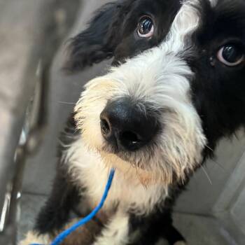 Mo -  Poodle Dog for Adoption in Greensboro, North Carolina - Mo | PetCurious