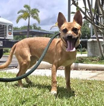 Chihuahua and Mixed Breed Dogs Available for Adoption in Honolulu, Hawaii - Cocoa | PetCurious