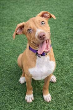 Pointer Dogs Available for Adoption - TOFFEE | PetCurious