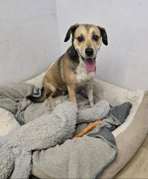 Shepherd Dogs Available for Adoption - Rylee | PetCurious