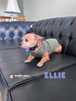 Ellie -  Chihuahua Dog for Adoption in Council Bluffs, Iowa - Ellie | PetCurious