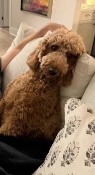 Rory -  Irish Setter and Poodle Dog for Adoption in Chattanooga, Tennessee - Rory | PetCurious