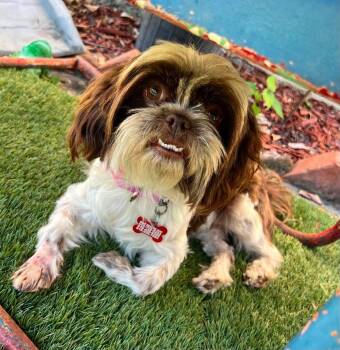 Peaches -  Shih Tzu Dog for Adoption in Roseville, California - Peaches | PetCurious