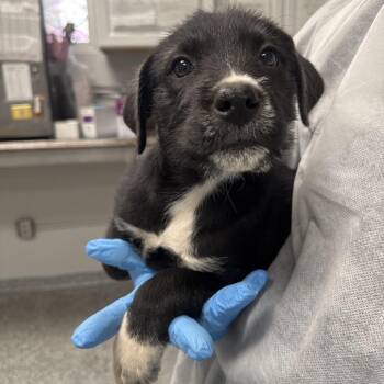 Joel -  Mixed Breed Dog for Adoption in Greenville, South Carolina - Joel | PetCurious