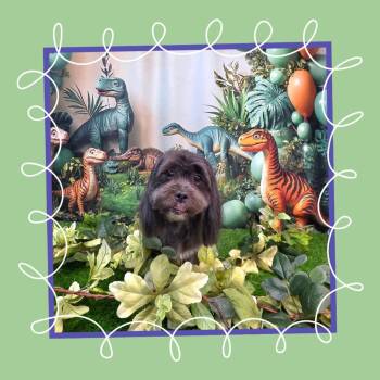 Espresso -  Shih Tzu Dog for Adoption in Phoenix, Arizona - Espresso | PetCurious