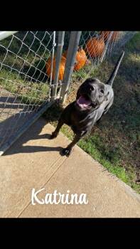 Rescue Staffordshire Bull Terrier Dogs for Adoption in Denison, Texas - Katrina | PetCurious