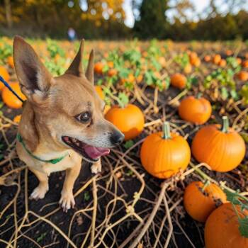 Kingston -  Chihuahua Dog for Adoption in Lorida, Florida - Kingston | PetCurious