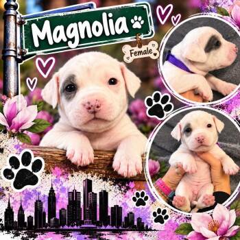 Magnolia -  Mixed Breed Dog for Adoption in Pleasant Ridge, Michigan - Magnolia | PetCurious