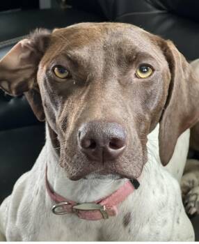 Rescue German Shorthaired Pointer Dogs for Adoption in Newport, Kentucky - Ruby | PetCurious