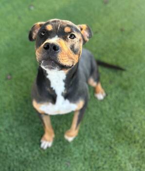 Rescue Rottweiler and Pit Bull Terrier Dogs for Adoption in Leavenworth, Kansas - 25-0431 "Chico" | PetCurious