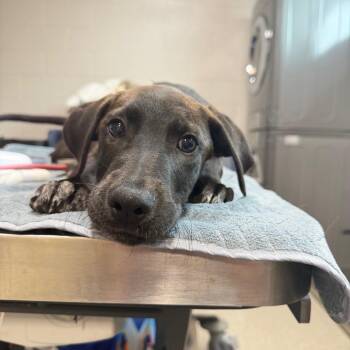 Saul -  Black Labrador Retriever and Mixed Breed Dog for Adoption in Englewood, Florida - Saul | PetCurious