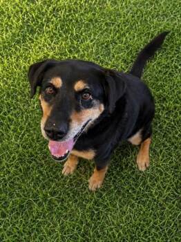 LUCY -  Rottweiler and Mixed Breed Dog for Adoption in Wylie, Texas - LUCY | PetCurious