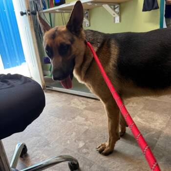 German Shepherd Dog Dogs Available for Adoption in Floresville, Texas - Wayne | PetCurious