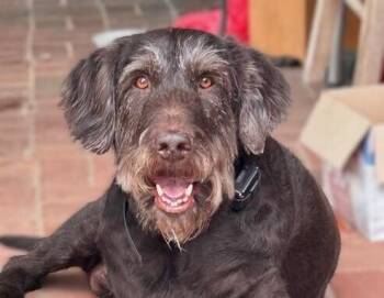Baylie -  German Wirehaired Pointer Dog for Adoption in Washington, District Of Columbia - Baylie | PetCurious