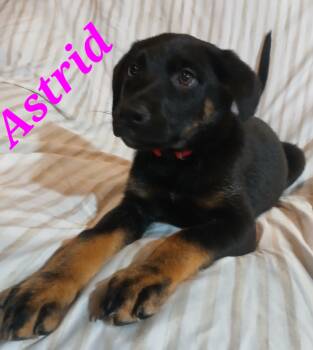 German Shepherd Dog Dogs Available for Adoption in Rome, Georgia - Astrid | PetCurious