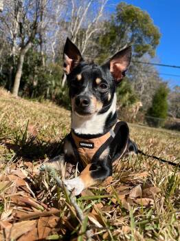 Chihuahua and Jack Russell Terrier Dogs Available for Adoption in St. Augustine, Florida - Turbo | PetCurious
