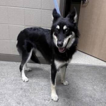 Dreka (26-332) -  German Shepherd Dog Dog for Adoption in New Ringgold, Pennsylvania - Dreka (26-332) | PetCurious