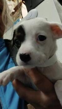 Jack Russell Terrier Dogs Available for Adoption - Rhino | PetCurious