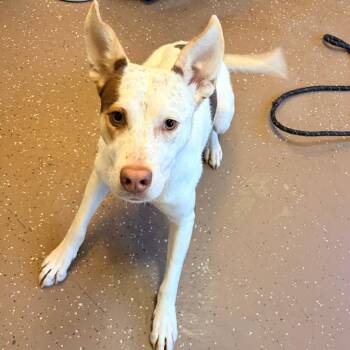 Allie -  Labrador Retriever Dog for Adoption in Belleville, Illinois - Allie | PetCurious