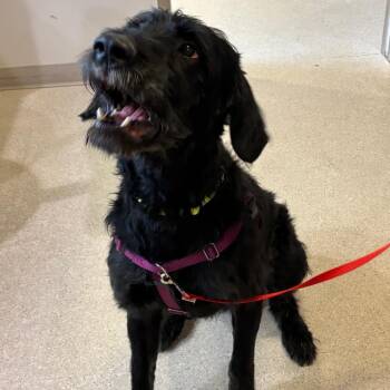 Giant Schnauzer Dogs Available for Adoption in Murray, Utah - Walter Morrison | PetCurious