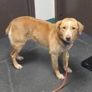 Bartholomew -  Labrador Retriever Dog for Adoption in Springfield, Missouri - Bartholomew | PetCurious