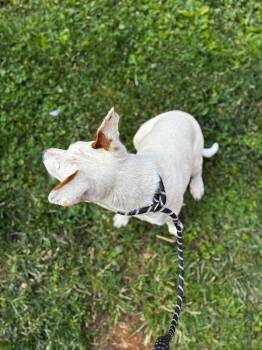 Pit Bull Terrier and Australian Cattle Dog Blue Heeler Dogs Available for Adoption in Bloomington, Indiana - Bingo | PetCurious