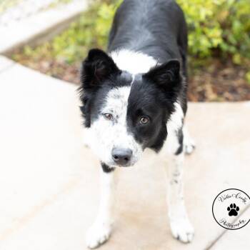 Spree -  Border Collie Dog for Adoption in Abilene, Texas - Spree | PetCurious
