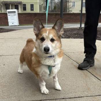 Cardigan Welsh Corgi Dogs Available for Adoption in Boston, Massachusetts - SULLY BEAN | PetCurious