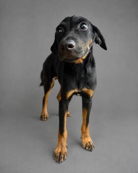 Cheeseburger -  Hound and Mixed Breed Dog for Adoption in Hardeeville, South Carolina - Cheeseburger | PetCurious